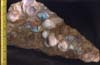 Opal Shells.jpg